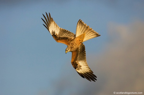 Argaty red kites